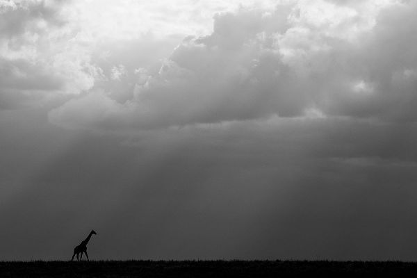 Hopkins, Cindy Miller 아티스트의 Kenya-Serengeti-Maasai Mara-Masai giraffe in front of stormy sky-Endangered species작품입니다.